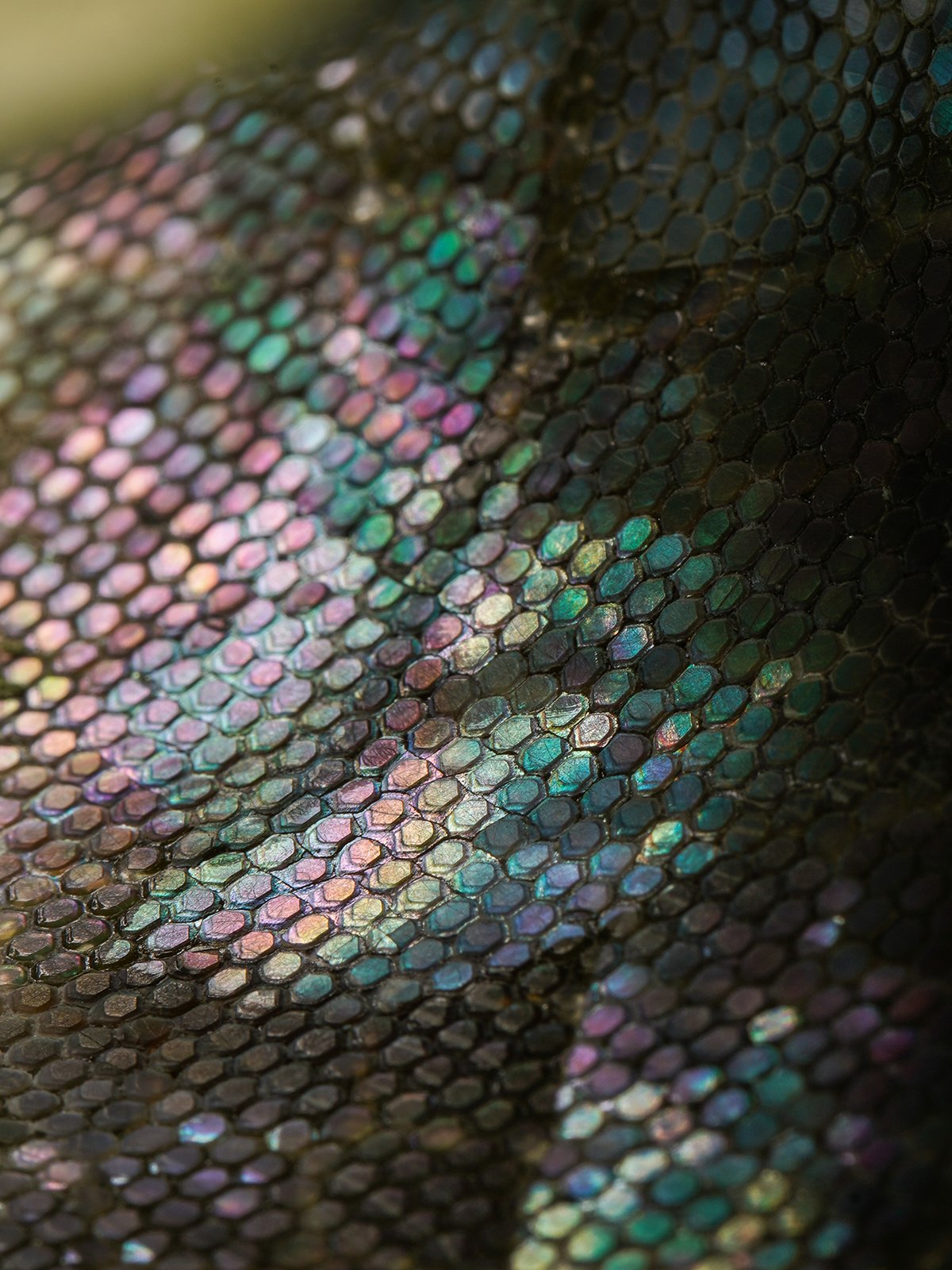 Superlative Leather: the innovative mother-of-pearl material that will chart new directions in the world of Fashion